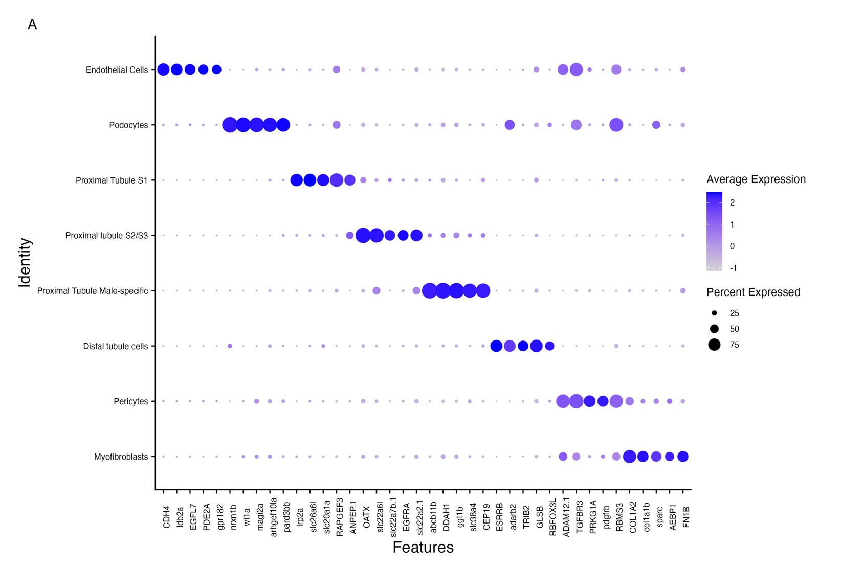 Dot plot of marker gene expression across renal cell types in killifish kidneys.