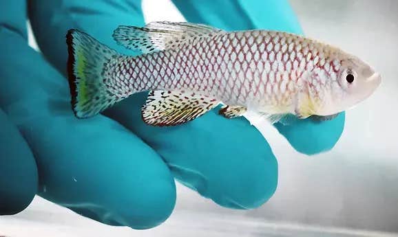 A fast-aging fish reveals how kidneys decline with age and how a common drug helps protect kidney health.