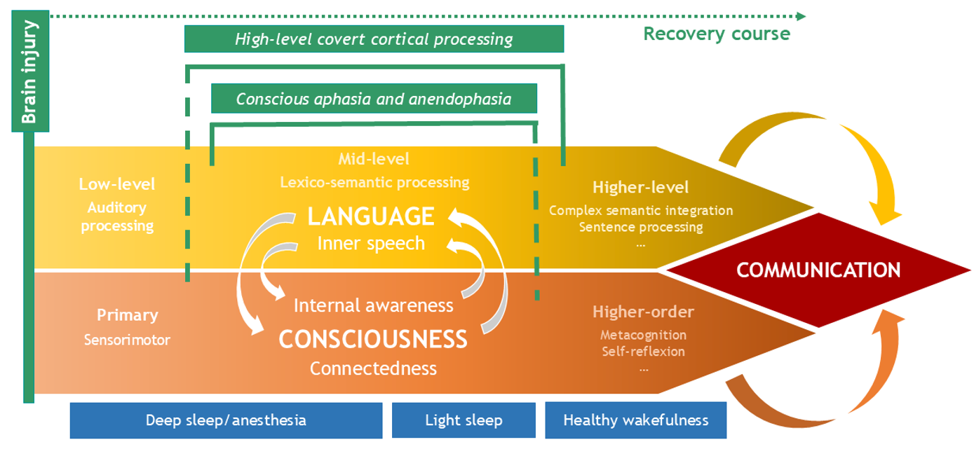 The interaction between language and consciousness. 