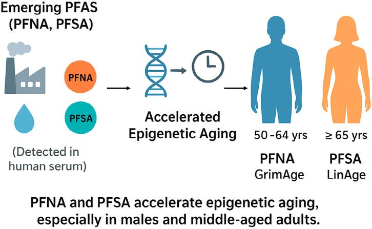 Graphical abstract. Emerging perfluoroalkyl substances (PFAS), such as perfluorononanoic acid (PFNA) and perfluorosulfonic acid (PFSA), are pervasive environmental contaminants that may influence human health.