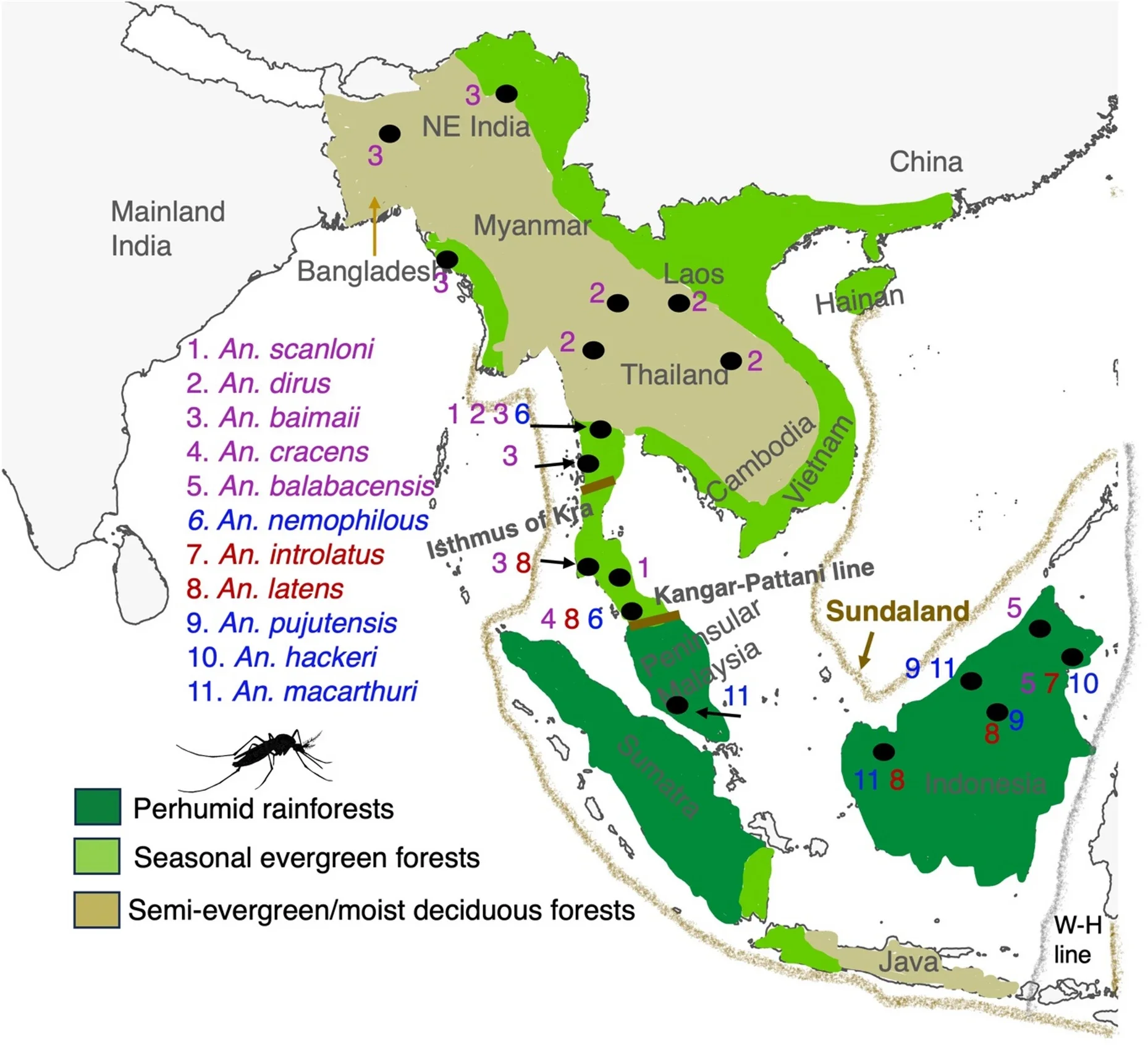 Map representing the distributions of specimens collected in Southeast Asia. Shading indicates the present-day distributions of forest types in mainland and insular Southeast Asia