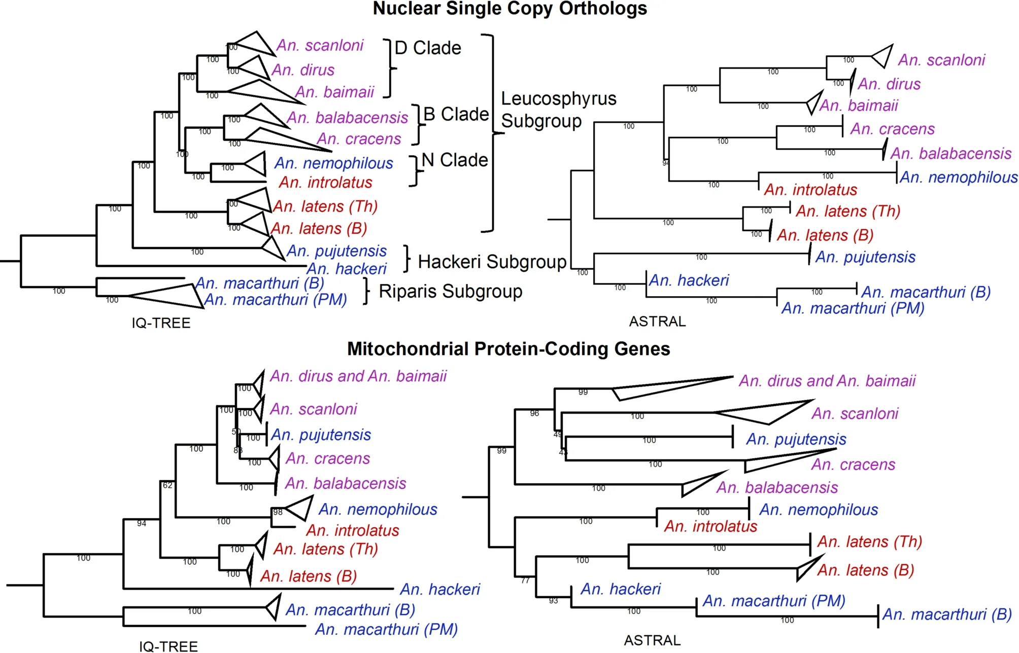 Genome-scale phylogenies of the Leucosphyrus Group. Trees were constructed using concatenation-based (IQ-TREE) (right) and ASTRAL (left) approach. The nuclear trees (top) were constructed using 2,657 single copy orthologs. The mitochondrial trees (bottom) were constructed using 13 protein-coding genes.