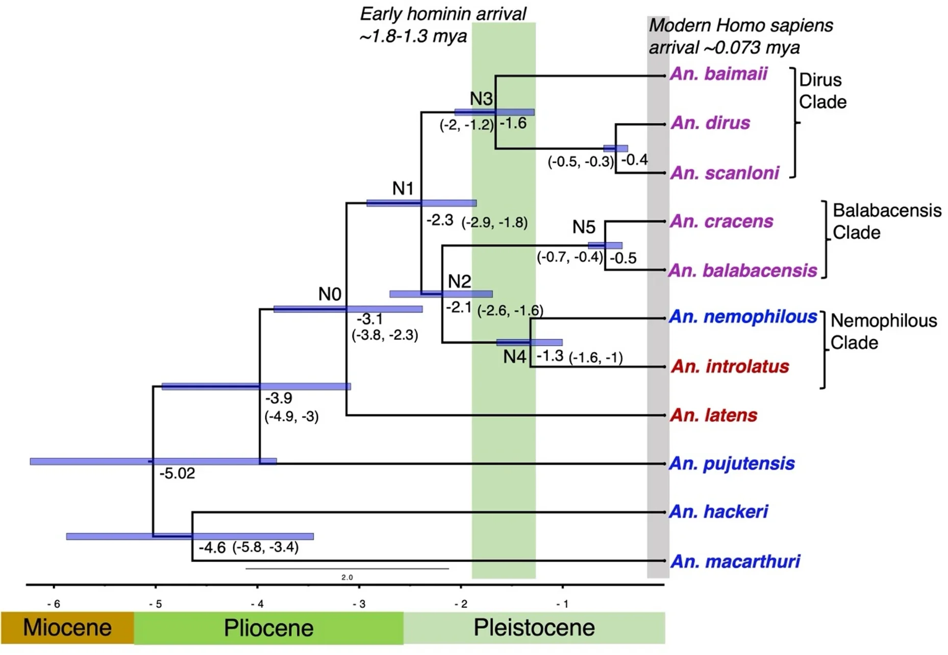 Chronogram of the Leucosphyrus Group using a Bayesian approach. The divergence dating analysis was carried out using 25 clock-like genes and the coalescent species tree estimation method.