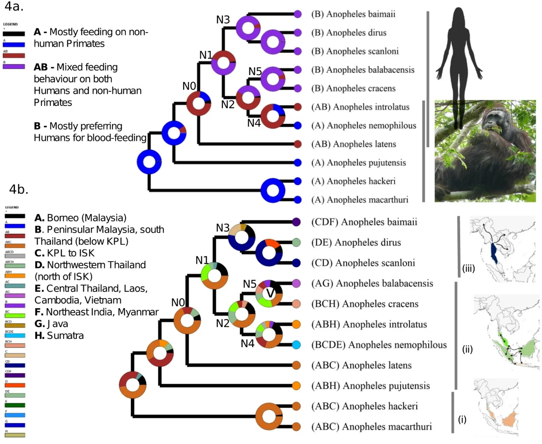 Reconstruction of ancestral states for blood-feeding behavior and biogeography.