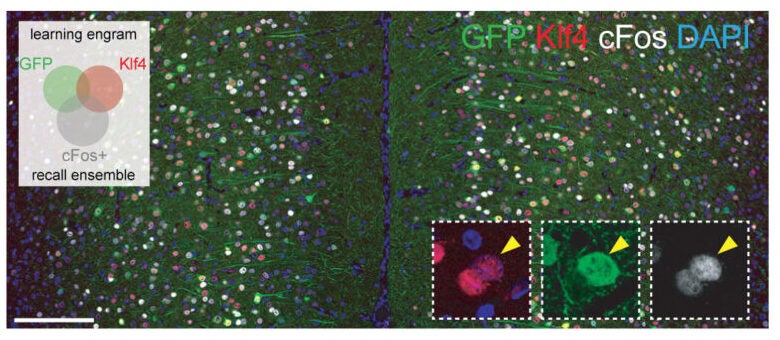 Immunofluorescence with magnifications and quantification for reactivation (c-Fos+) in OSK-injected aged mice of non-reprogrammed (GFP+Klf4−) vs. reprogrammed (GFP−Klf4+ and GFP+Klf4+, yellow arrowhead) mPFC engrams.