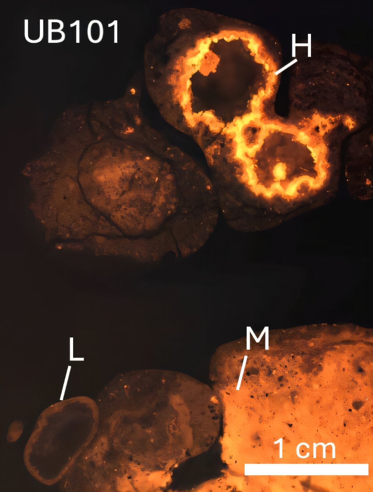 A specialized imaging technique reveals mineral layers preserved within a fossilized Melanopsis shell.