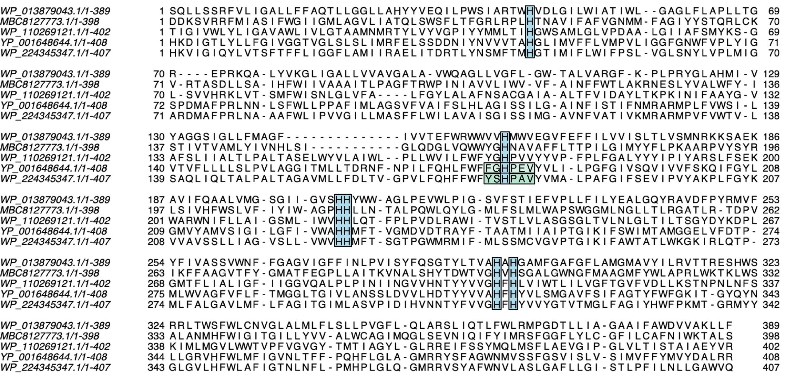 Multiple sequence alignment of heme-copper oxidase family members. The residues outlined in black and shaded in blue represent the six invariant histidines present in subunit I for all members of the family; the sequence segments outlined in black and shaded in green represent the A1- and A2-type sequence motifs.