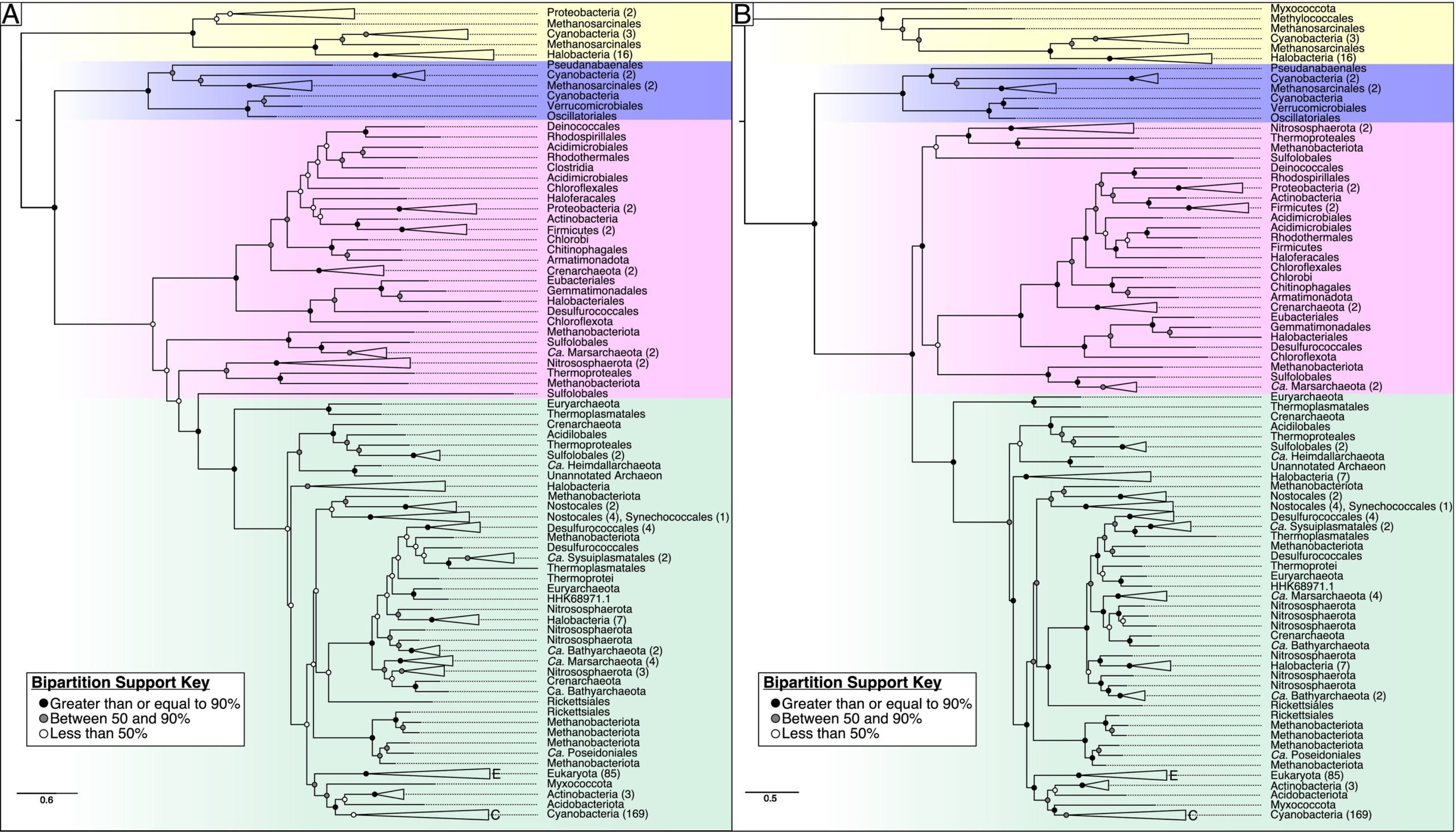 Maximum-likelihood trees for the heme-copper oxygen reductases. Taxa and collapsed clades are labeled according to NCBI taxonomy annotations at the order level when possible; for taxa without order-level classification, the next highest level of classification was used. 