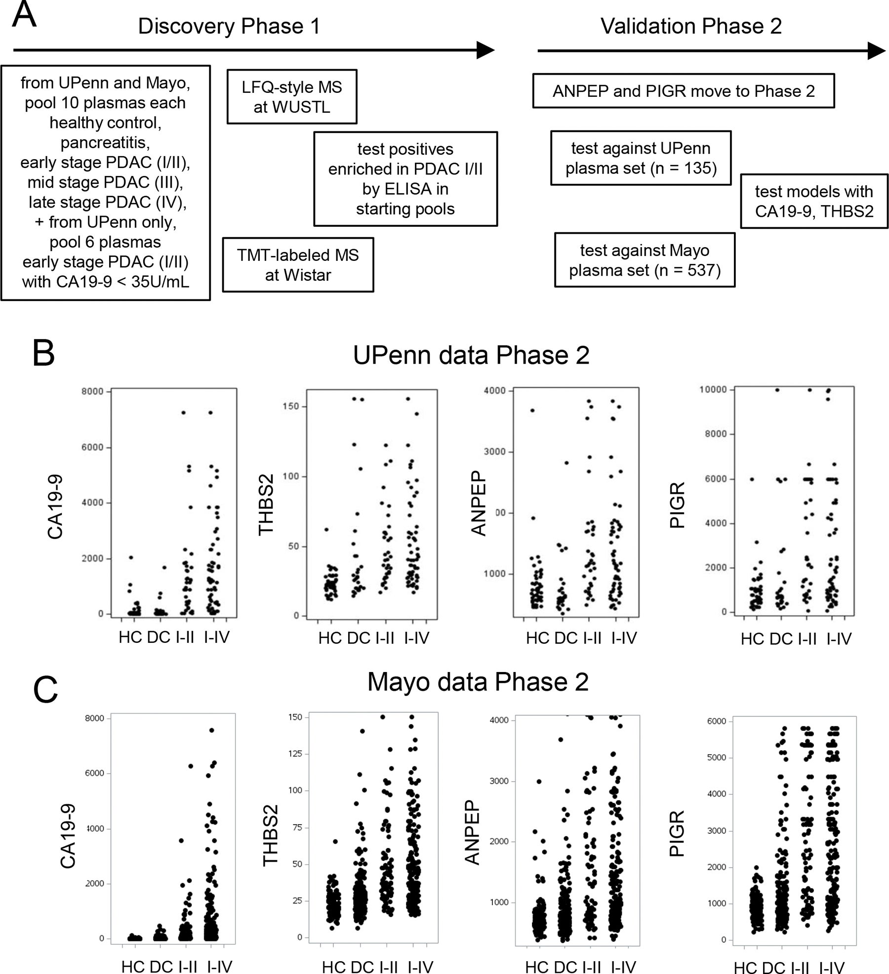 (A) Flowchart of experimental design for discovery phase 1 and validation phase 2. (B and C) Jitter plots of biomarker concentrations in plasma samples from Healthy Controls, Disease Controls, PDAC Stage I/II, and PDAC Stages I-IV. 
