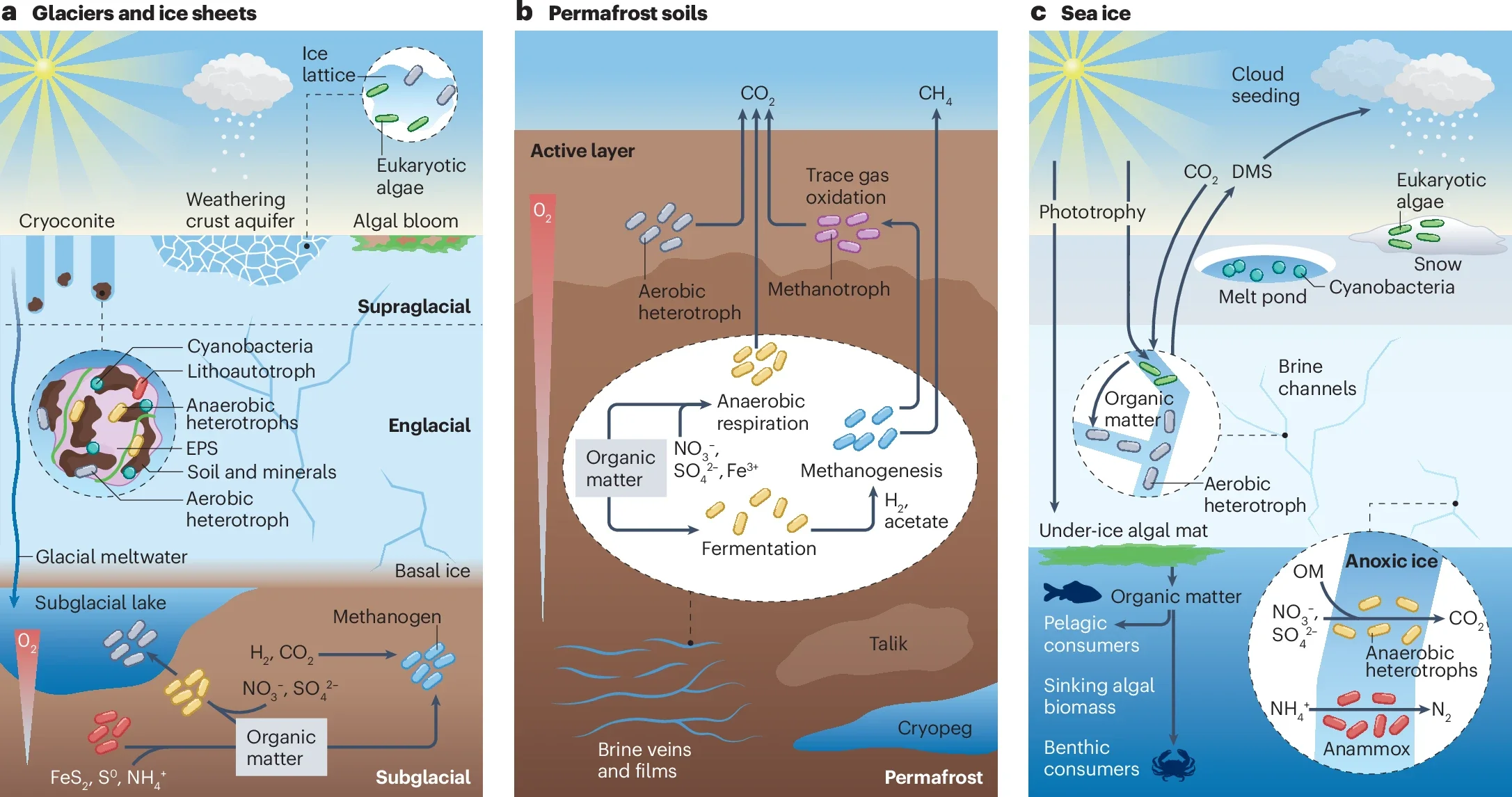 Microbial metabolisms in cryospheric ecosystems.