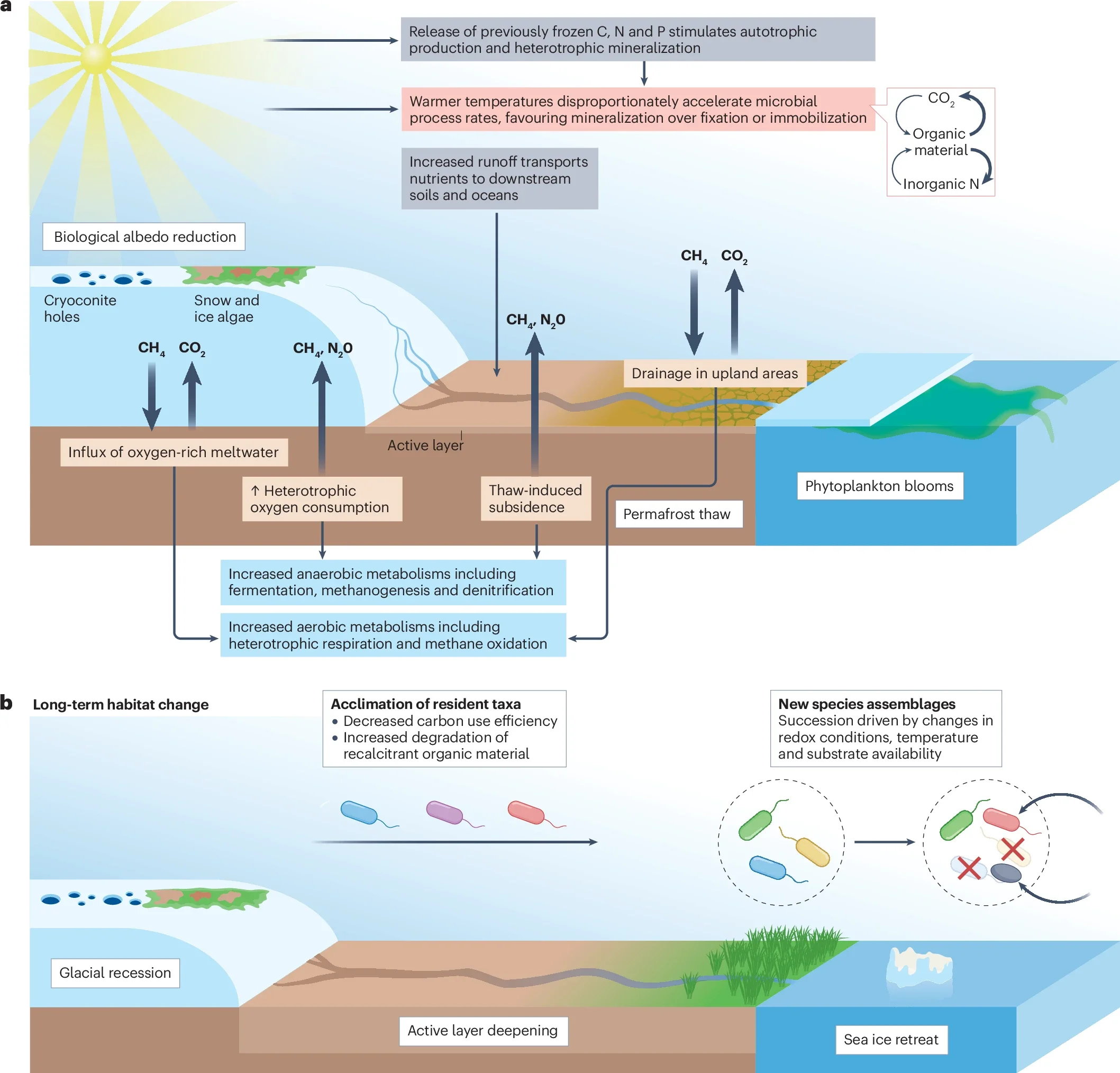 Effects of climate change on cryosphere microbial ecosystems.