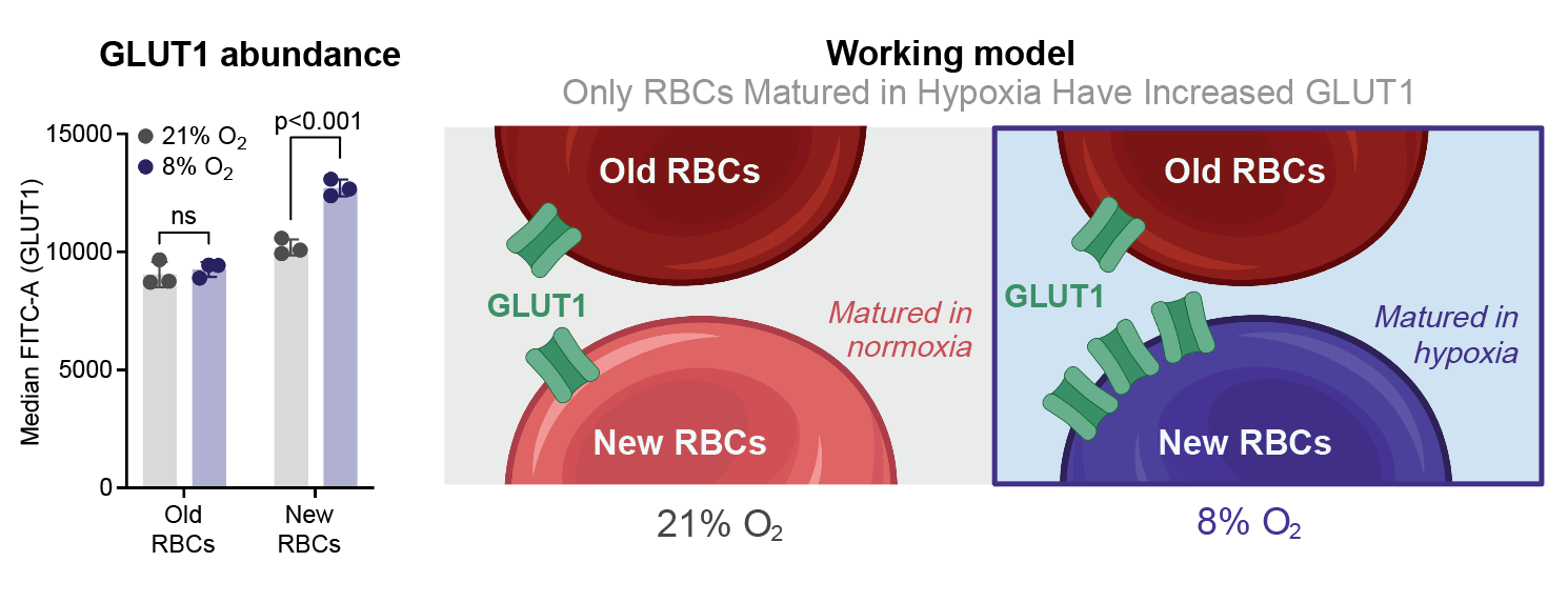 Only RBCs matured in hypoxia have increased GLUT1 glucose transporter abundance.