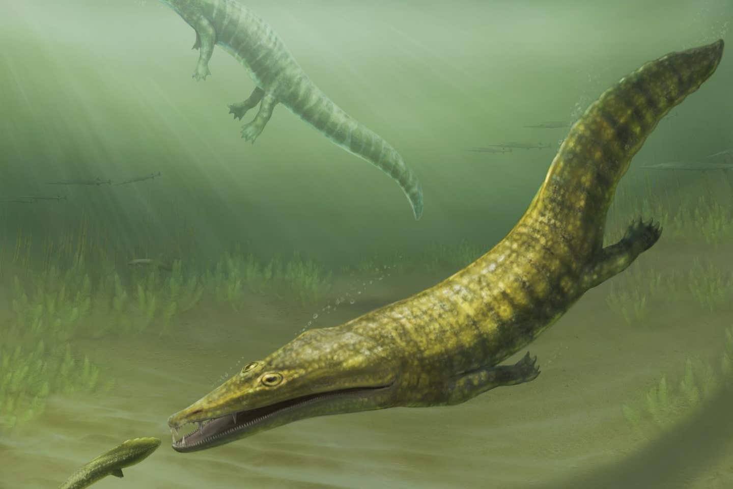 The ancient marine amphibians Erythrobatrachus (foreground) and Aphaneramma (background) swimming along the coast of what is now far norther Western Australia 250 million years ago.