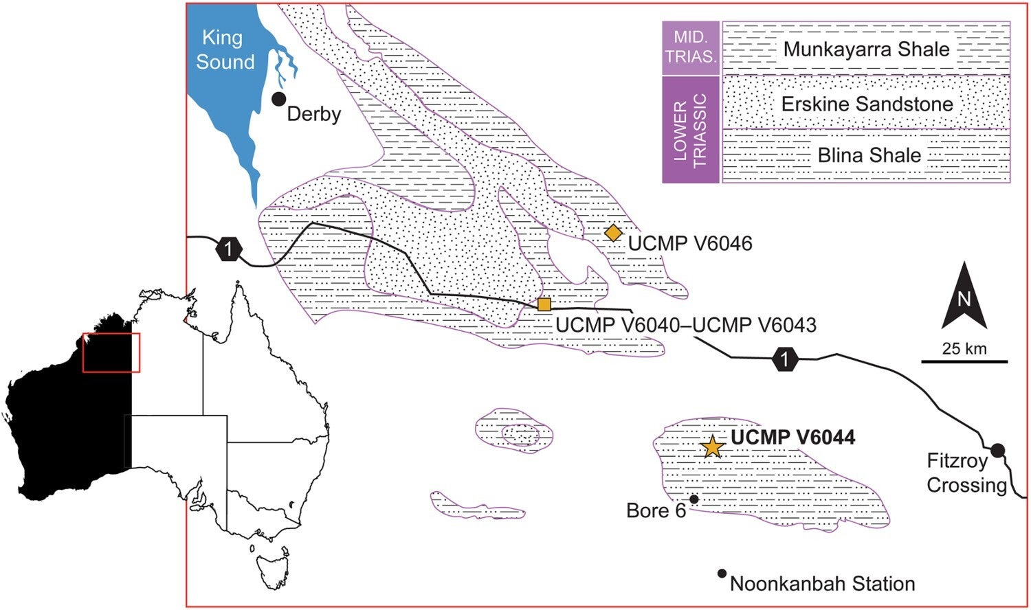 Map of the Noonkanbah Station area with the Great Northern Highway (1) extending southeast of Derby towards Fitzroy Crossing in northwestern Western Australia. Outcrop areas of the Lower Triassic Blina Shale are shown with the overlying Erskine Sandstone, and Middle Triassic Munkayarra Shale.