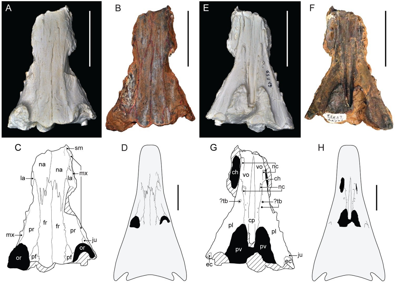 High-definition plaster cast and holotype specimen of Erythrobatrachus noonkanbahensis from the Blina Shale.