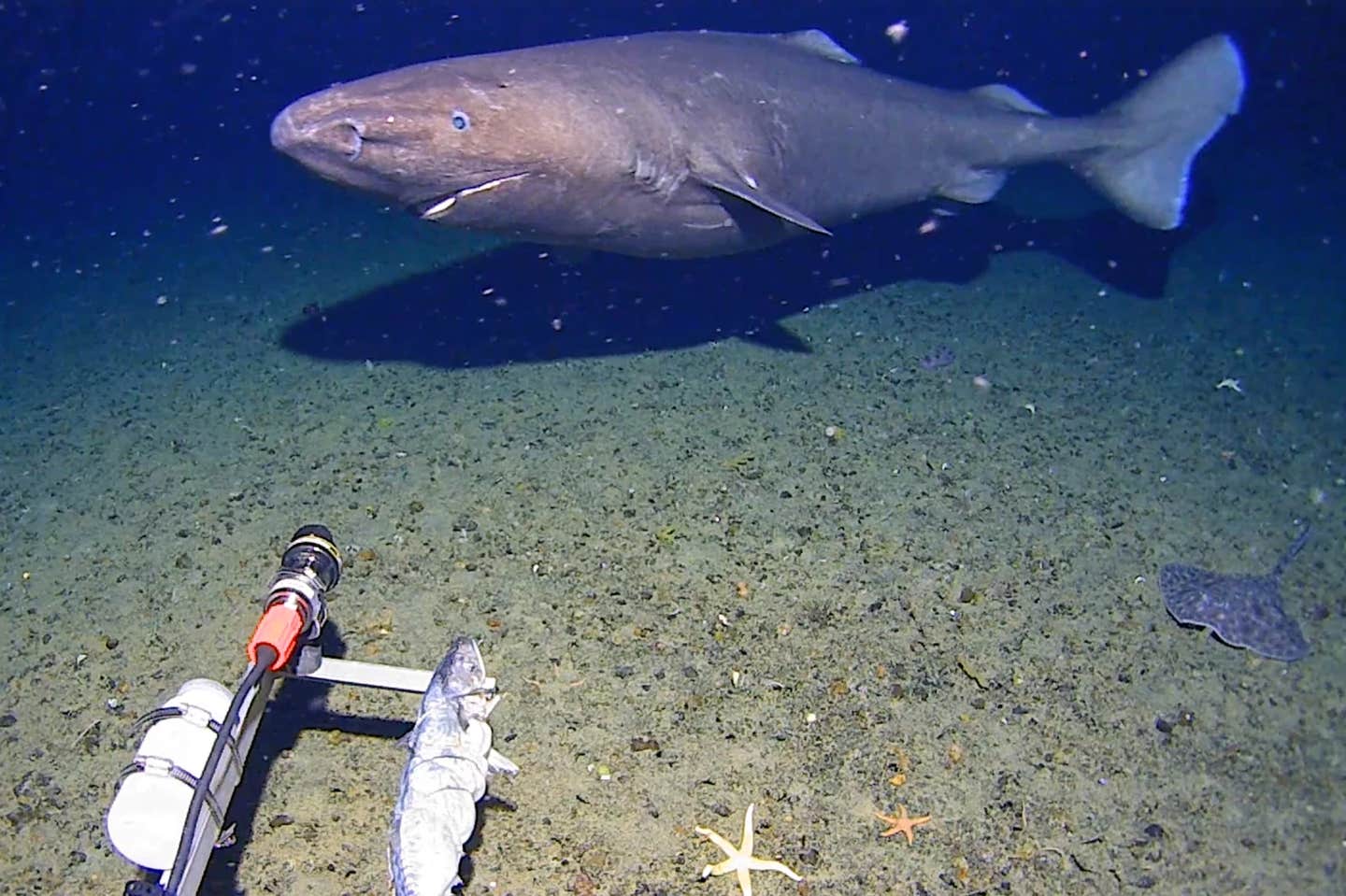 University of Western Australia researchers found a sleeper shark swimming into the spotlight of a video camera in Antarctica in January 2025.
