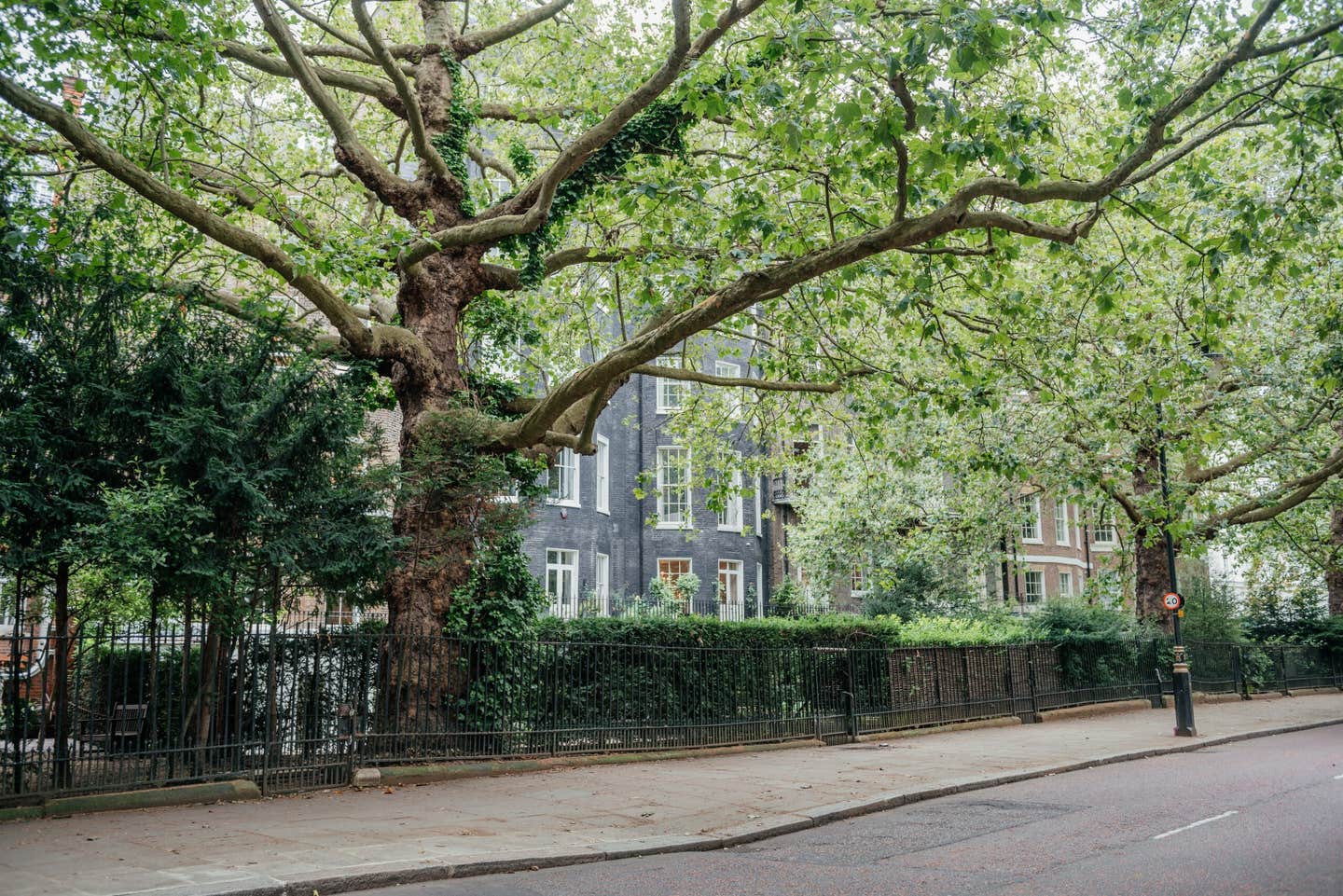 A large study finds city trees linked to lower heart disease risk, while grass and shrubs show higher risk.