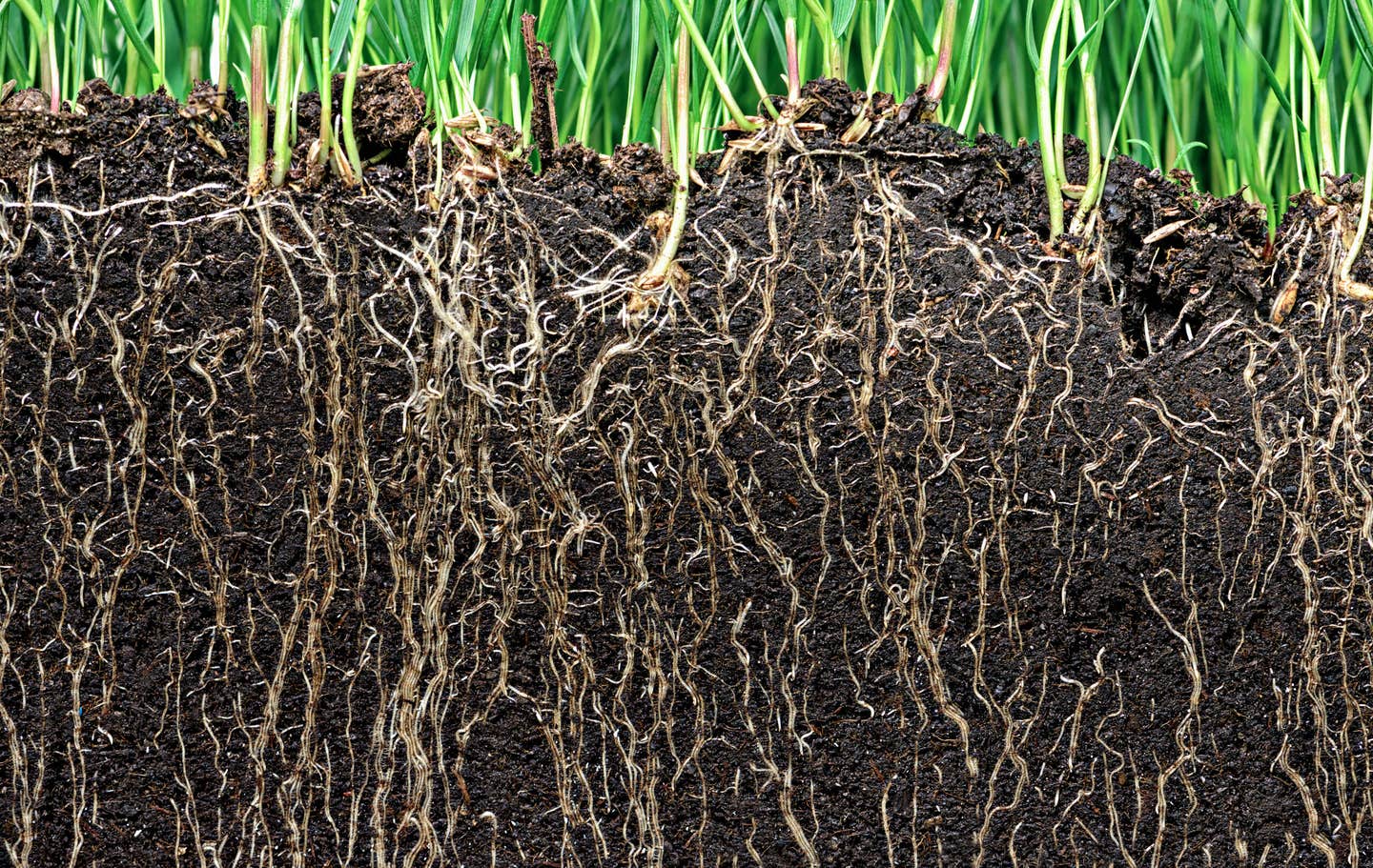 A new DNA method lets scientists measure plant roots underground, opening doors for climate research and smarter farming.