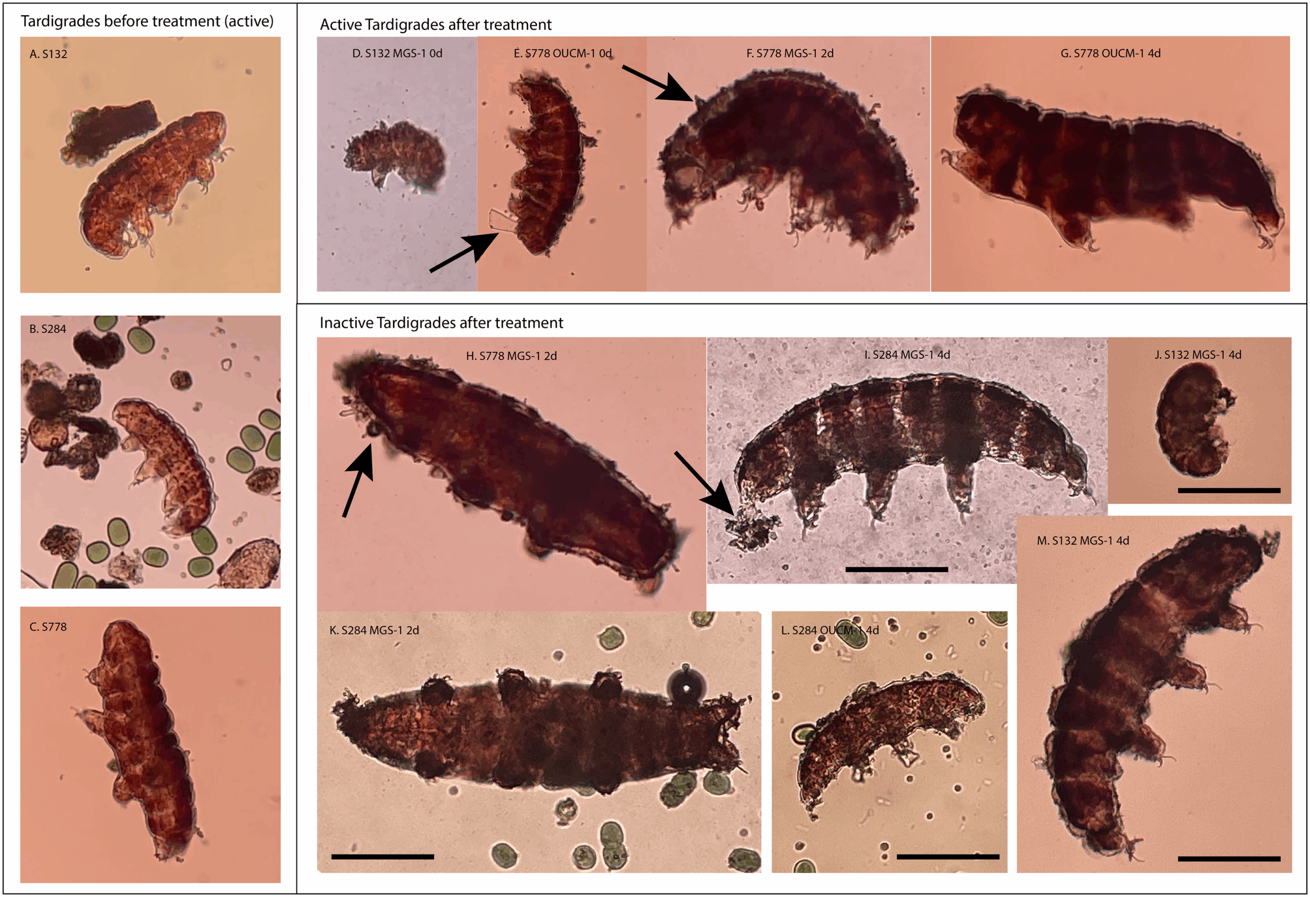 Images of tardigrades with mineral coatings. Each image is annotated with the sample, simulant and time of exposure in days