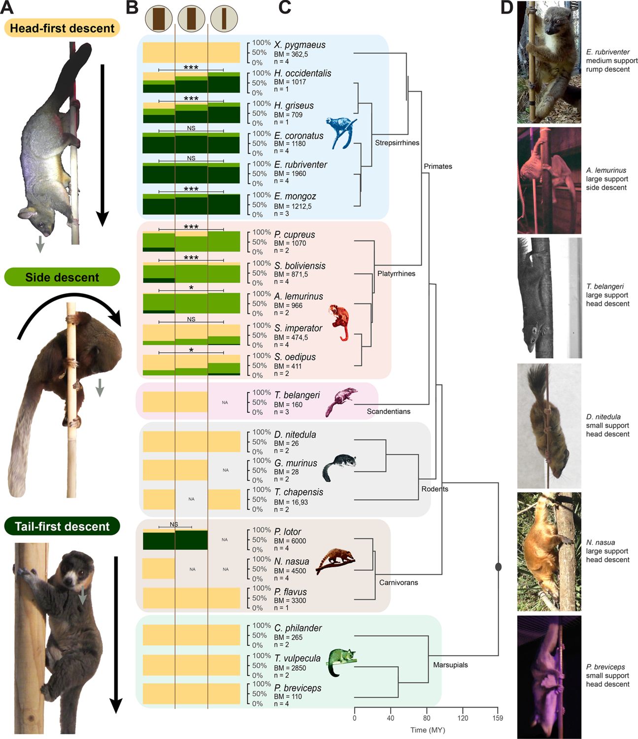 Strategies of descent on vertical supports of various diameters by species. Photographs illustrating the three different strategies of descent identified in this study. Black arrows represent the axis of the body regarding the support and the direction of the movement, and gray arrows represent the direction of the gaze.