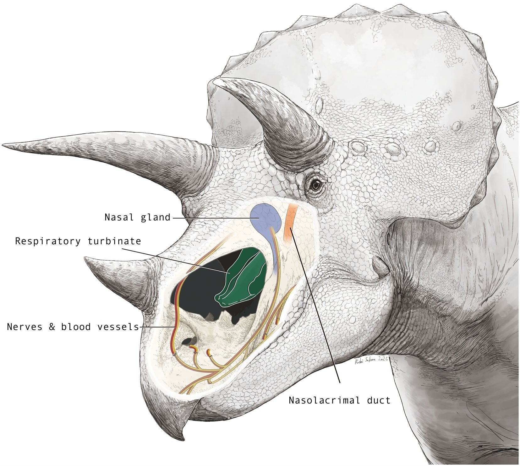 Illustration of researchers’ hypothesized layout for the inside of Triceratops nasal cavity.