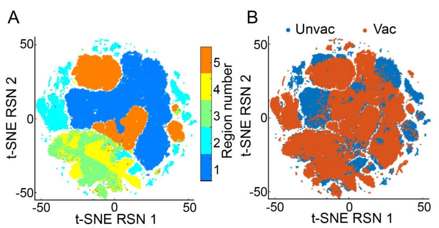Vaccination promotes rapid formation of tertiary lymphoid structures and regulated inflammation following infection.