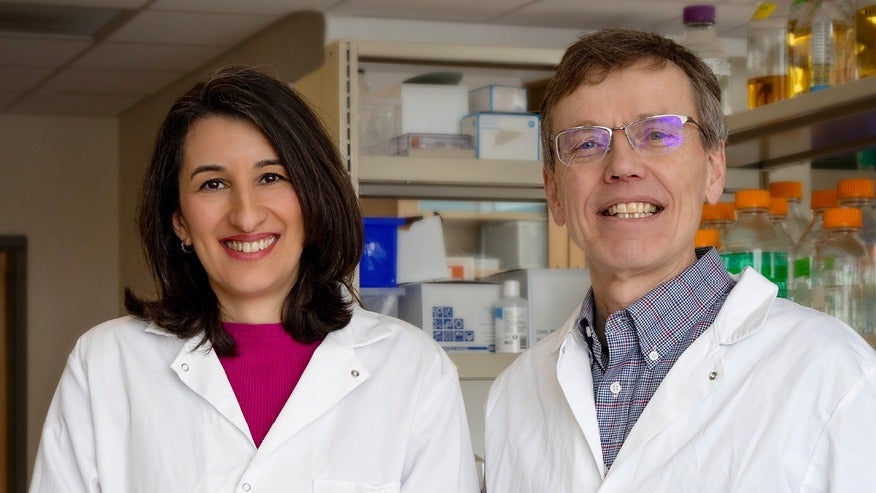 Purdue University researchers Dr. Raluca Ostafe and Dr. Harm HogenEsch have developed a vaccine that induces a robust and long-lasting immune response and infertility in female mammals to address animal overpopulation. 