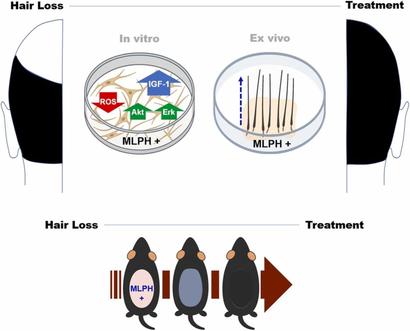 Graphical abstract. This study aimed to develop and validate Helix C-1–based EPO-derived peptides that activate DP cells and increase IGF-1 expression, while not inducing overt systemic erythropoietic effects.