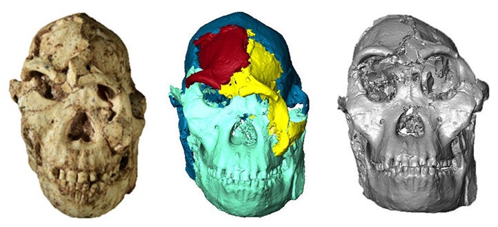 A new digital reconstruction of the face of the 3.67‑million‑year‑old Australopithecus fossil, Little Foot, provides new insight into the evolution of the human face.