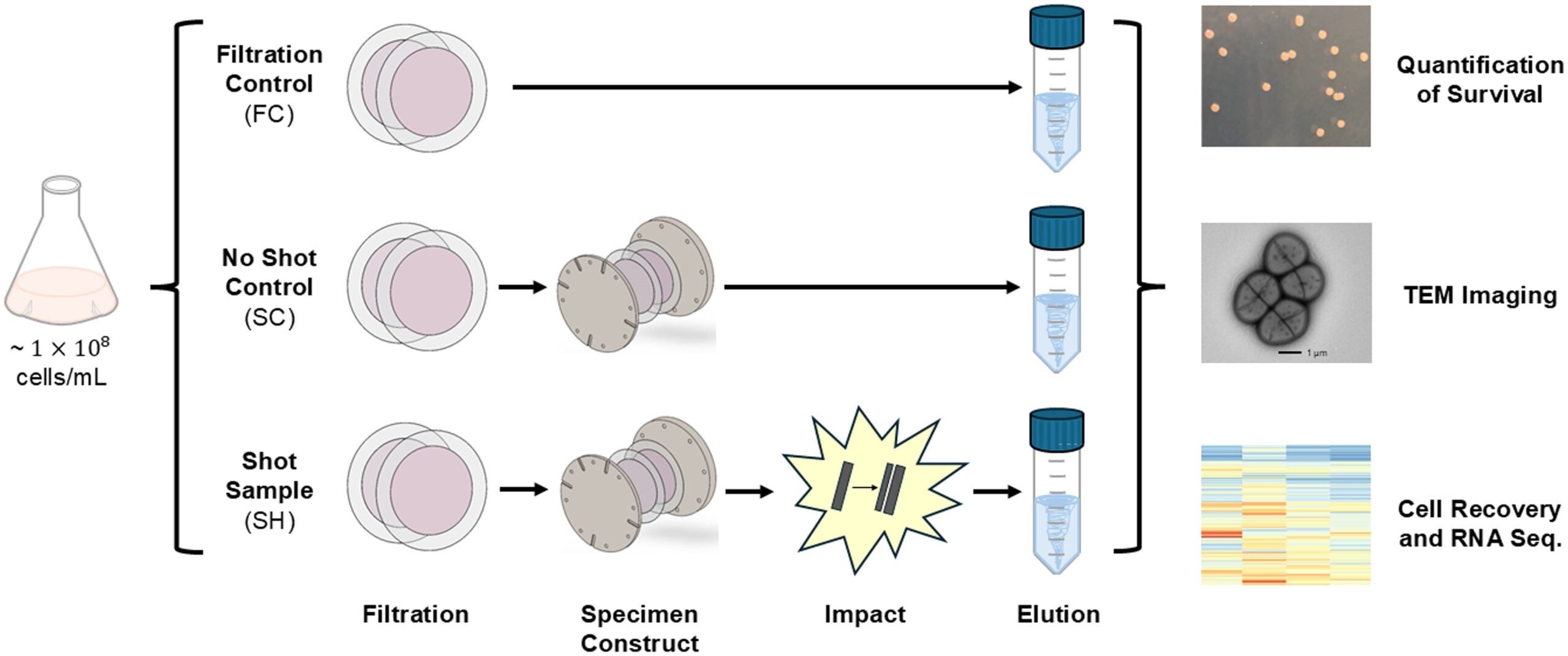 Overview of the experimental protocols. Deinococcus radiodurans was grown in liquid culture to a density of 1 × 108 cells/mL and 1 × 109 cells were used per sample. In the shot sample (SH), cells were filtered on a polycarbonate membrane, placed in the specimen construct, and impacted. In the no-shot sample, cells were placed in a specimen construct but not impacted (SC).