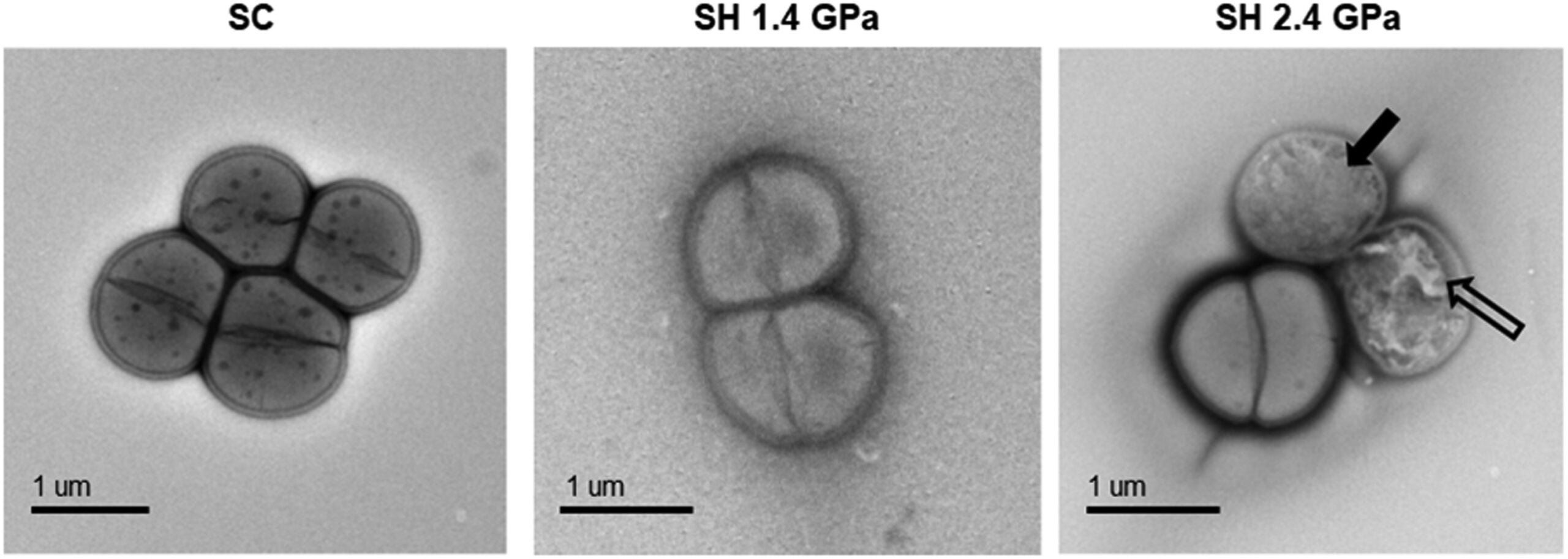 TEM for D. radiodurans cells after high-pressure impacts. Cells impacted at 1.4 GPa (SH 1.4 GPa) harbor similar morphology and membrane/cell wall structures as the control, un-impacted cells (SC). In contrast, cells exposed to 2.4 GPa (SH 2.4 GPa) showed internal (filled black arrow) and cell wall (open black arrow) damage.