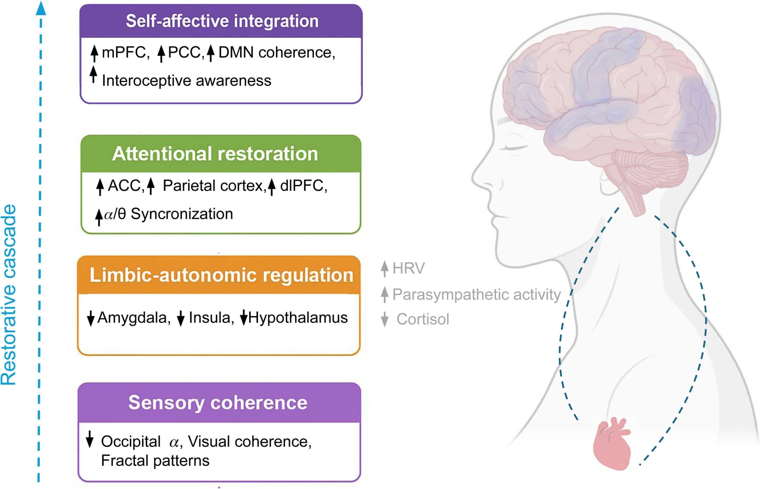 A Neurobiological Proposal of nature’s restorative effects. Exposure to natural environments engages a multilevel restorative cascade linking perceptual, autonomic, cognitive, and affective systems.