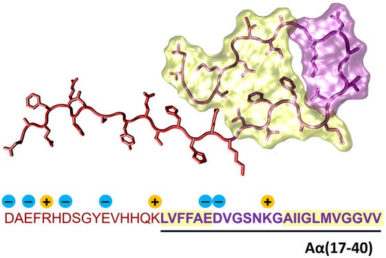 An experimental fibril structure of Aβ40 (PDB: 2M4J), with the segment corresponding to P3/Aα highlighted. Coulombic charges associated with peptide sidechains are indicated. They are located predominantly in the segment 1–16 of Aβ that is absent in P3/Aα.