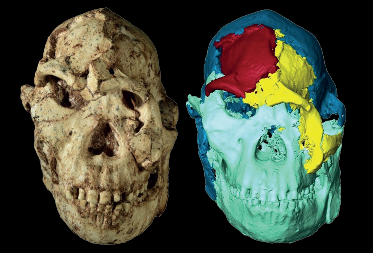 A digital rebuild of Little Foot’s face suggests unexpected ties to East African fossils and hints at selection around the eyes.