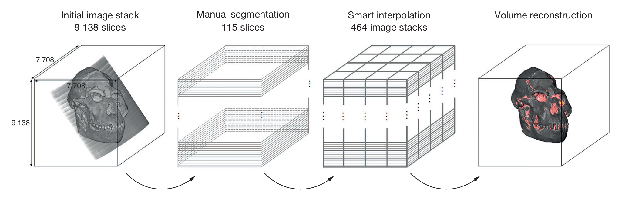 Semi-automated segmentation performed on the synchrotron-based images of the skull of StW 573. The skull and sediment are rendered in grey and pink, respectively. Credits: J. Dumoncel.