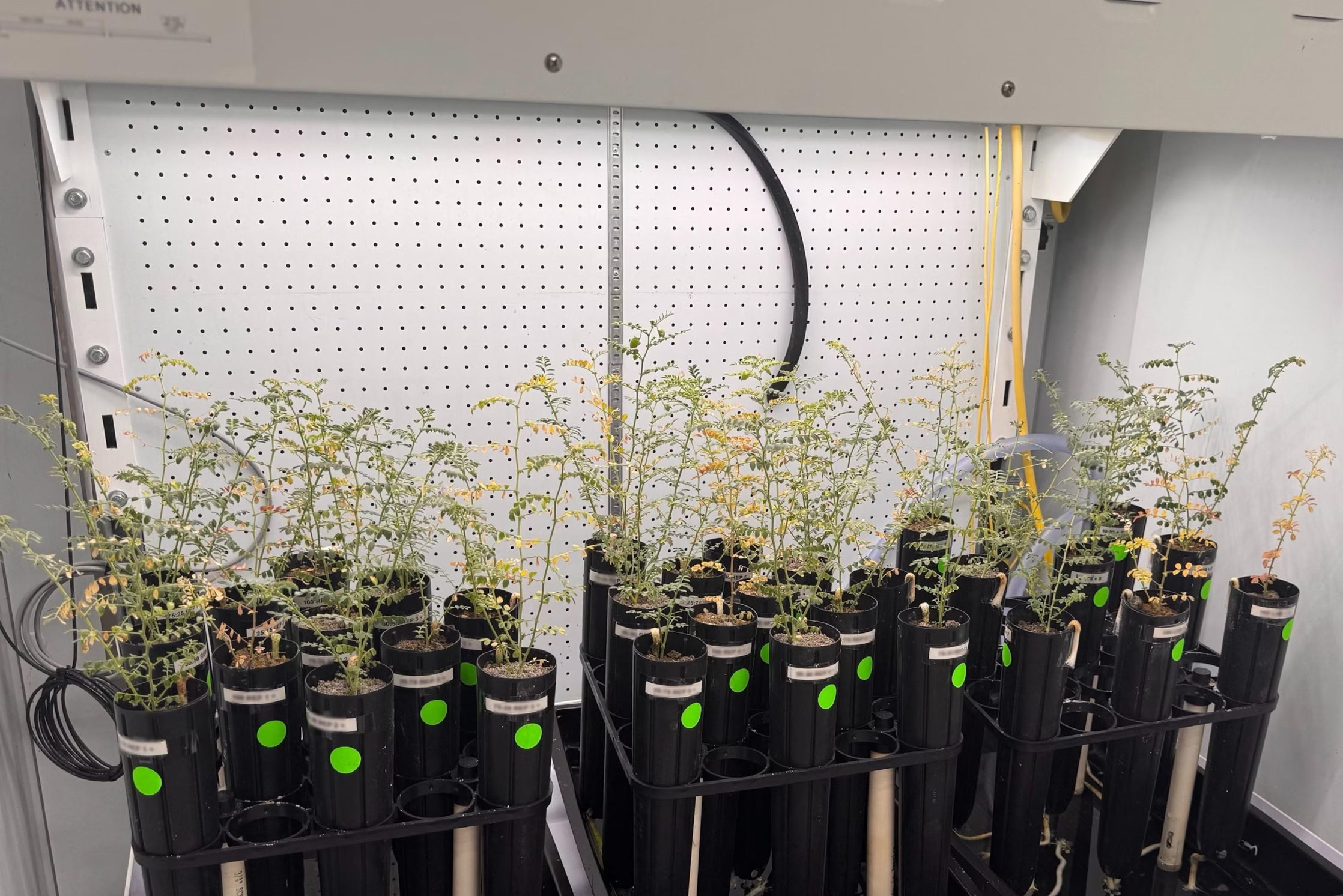 Chickpeas grown in a mixture that included lunar soil simulant inside a climate-controlled growth chamber at Texas A&M University