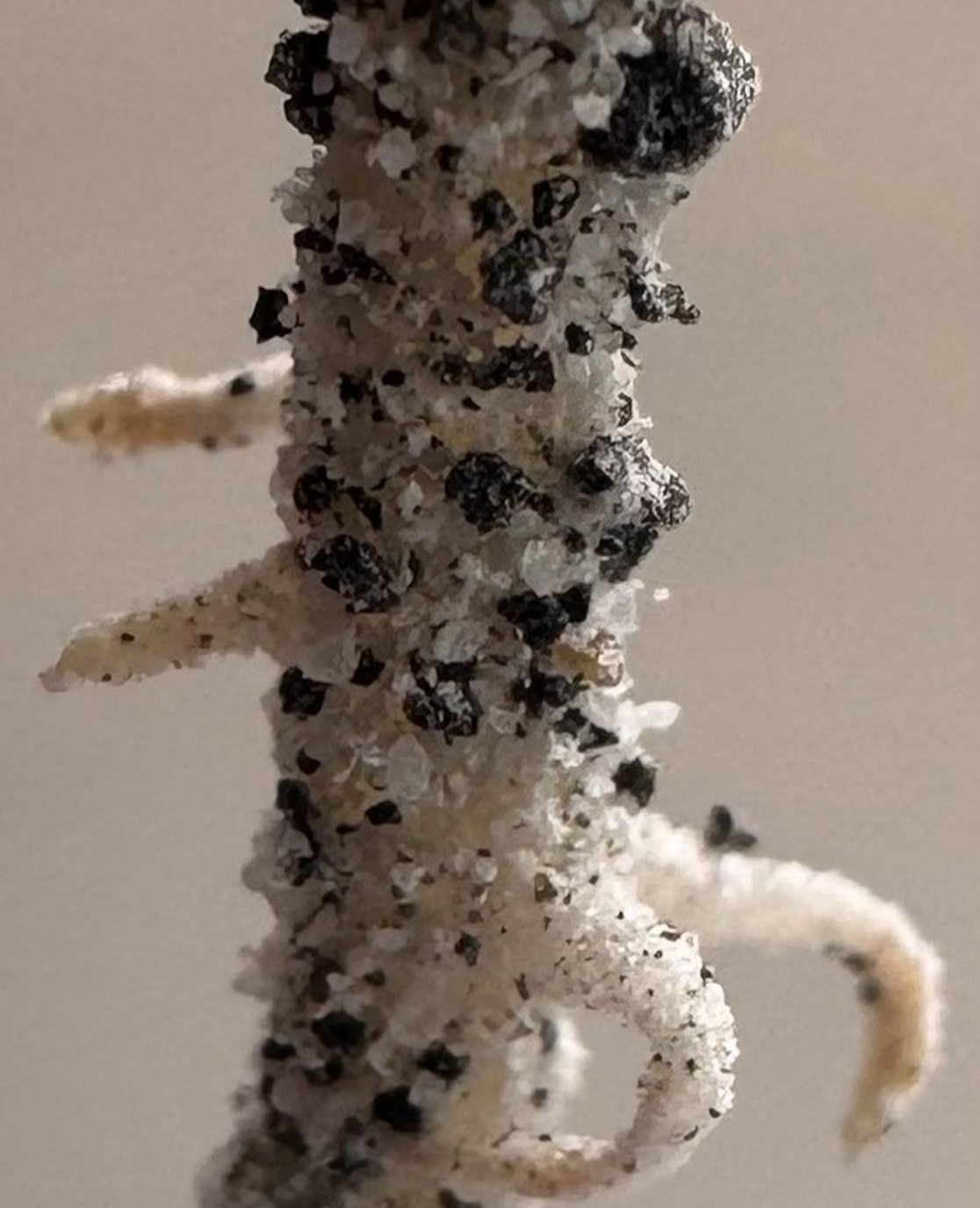 The root of a chickpea plant which had successfully grown in the lunar soil simulant. The sharp, glass-like nature of the soil is visible, illustrating one of the major physical challenges with growing crops on the Moon