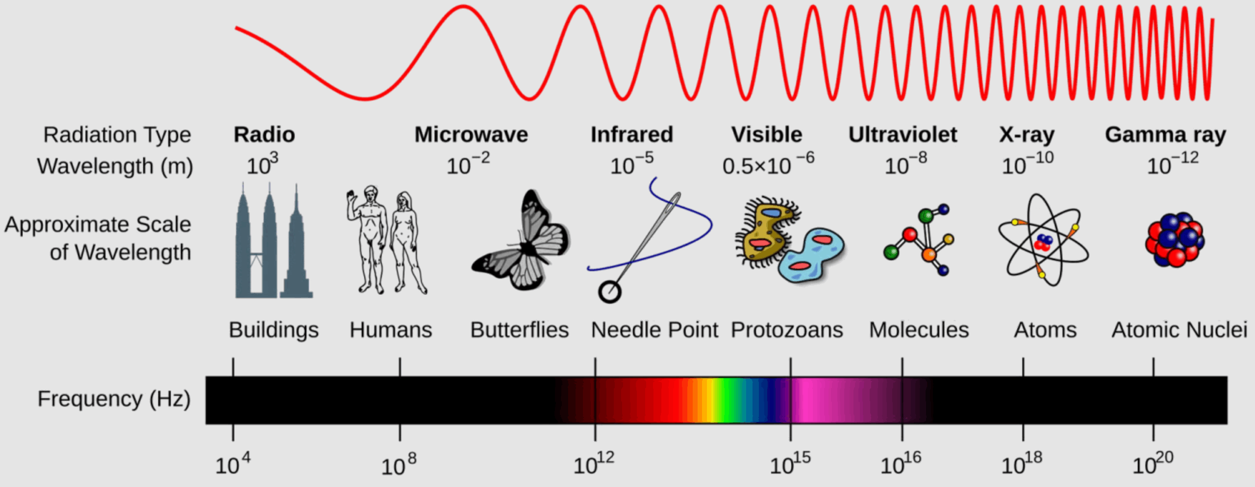 Graphic of the electromagnetic spectrum and how the wavelengths of various forms of radiation line up with common objects 