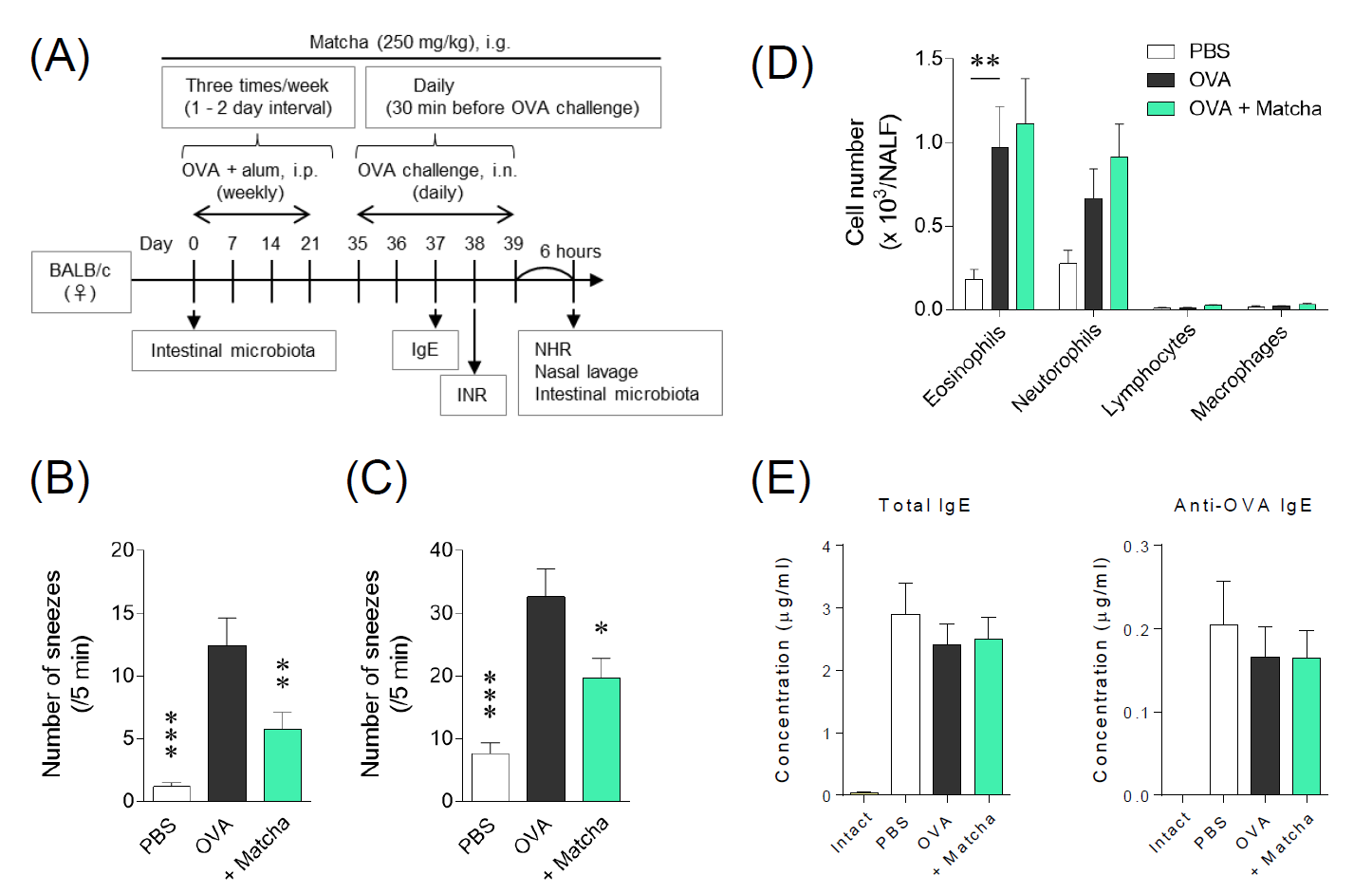 Effect of Matcha extract on mouse model of allergic rhinitis.