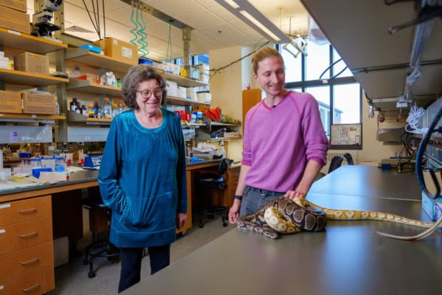 Professor Leslie leinwand, left, and PhD candidate Skip Maas look on at Maas's pet pythons during their visit to the lab. In addition to keeping pet pythons, Maas studies python metabolism.