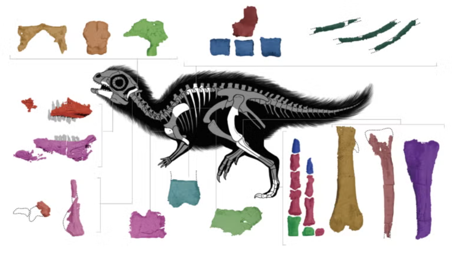 The skeletal anatomy of a juvenile Doolysaurus huhmini. The graphic highlights the fossil bones that were found with the dinosaur.