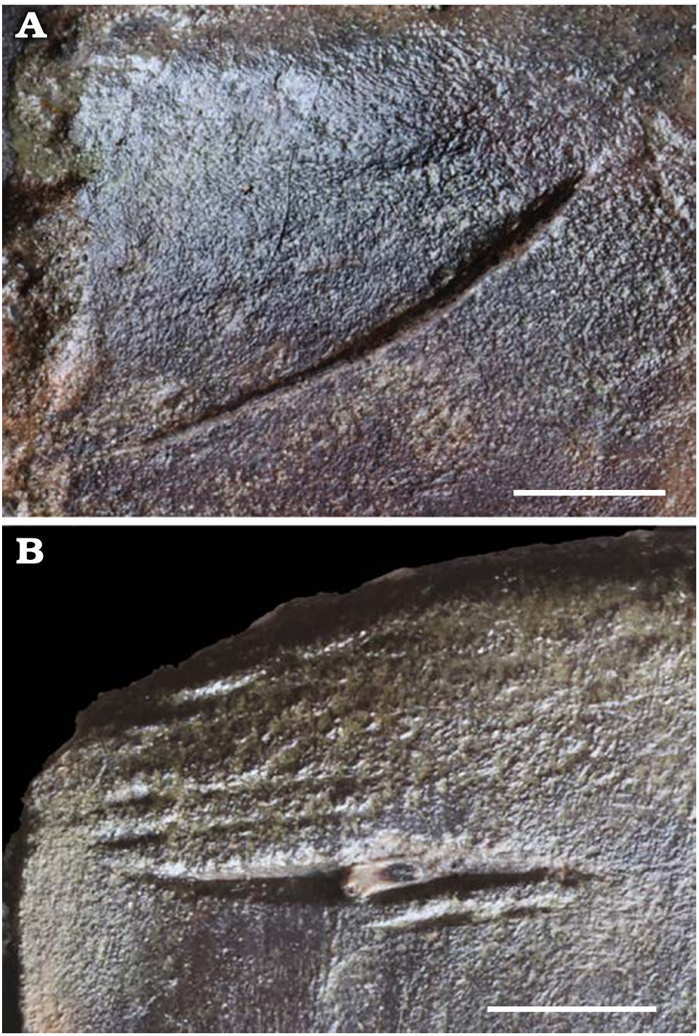 Detail views of bite marks on the cranium of the balaenid Balaenella brachyrhynus from Kattendijk Formation, Lower Pliocene, Vrasenedok, Belgium. 