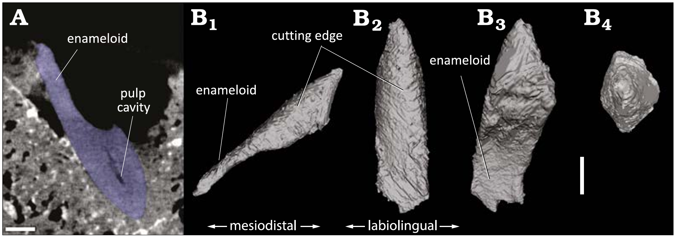 3D model of the tip of a shark tooth found embedded in the occipital shield of the balaenid Balaenella brachyrhynus (Kattendijk Formation, Lower Pliocene, Vrasenedok, Belgium), reconstructed from a micro-CT scan of the bone fragment.