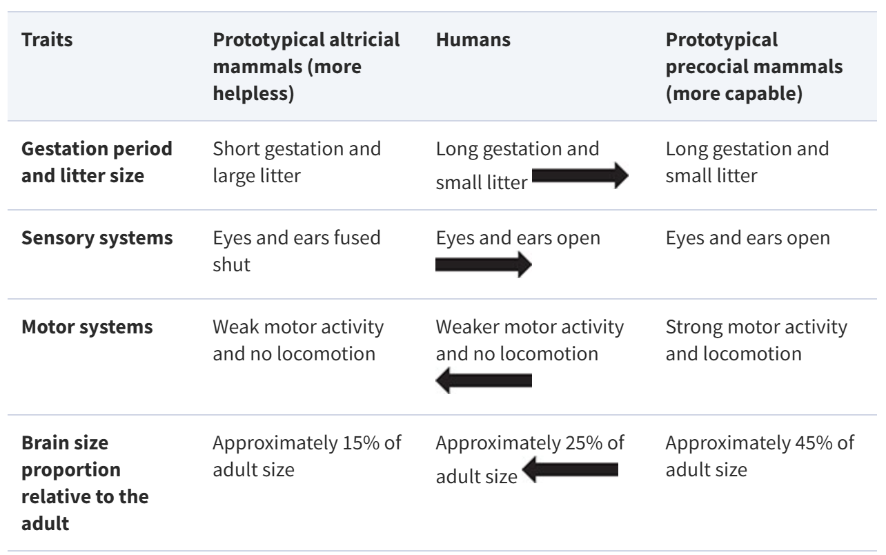 Comparison of prototypical altricial mammals to prototypical precocial mammals with human infants for comparison.