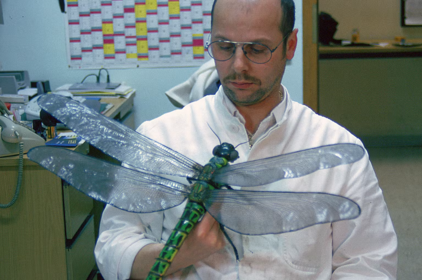 The griffinfly, now extinct, once stretched its wings nearly 70 centimeters wide.