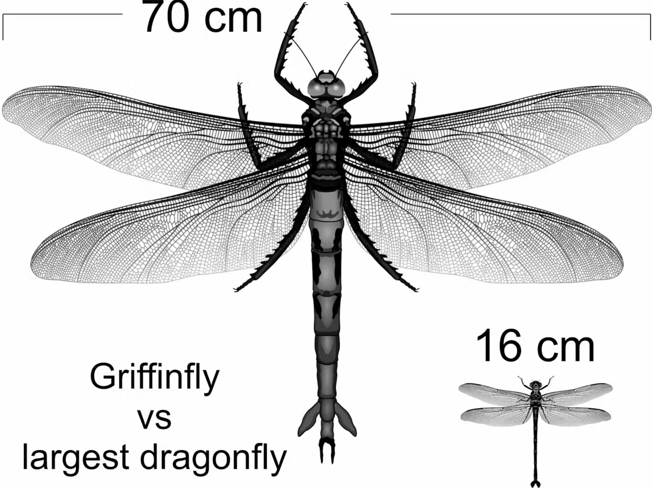 The long-extinct griffinfly (left) dwarfs even today’s heavyweight dragonflies, like the giant petaltail (right).