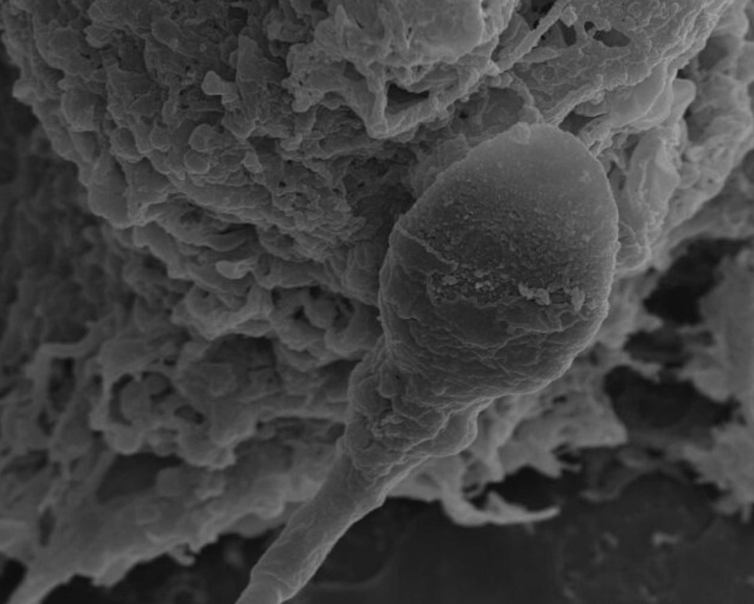 An Adelaide University study has found the navigational abilities of sperm are negatively impacted by a lack of gravity.