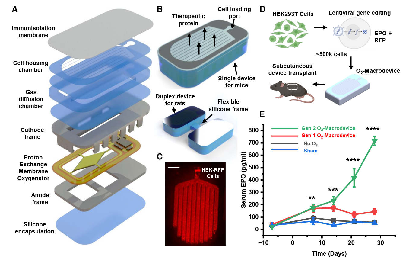 High-power, durable, wireless, battery-free O2-macrodevices for long-term oxygenation 