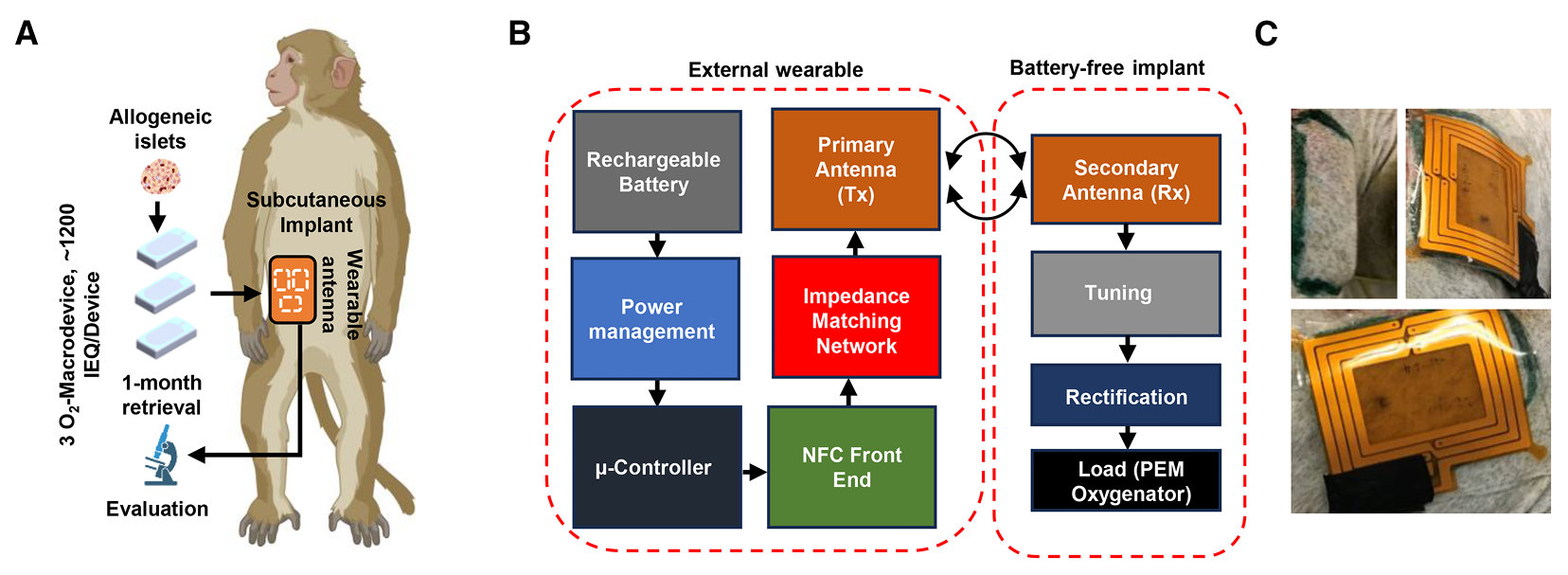 1-month immunosuppression-free islet transplantation in a subcutaneous site of a nonhuman primate