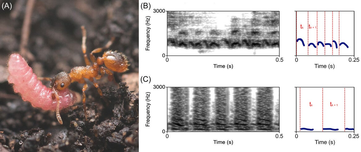 (A) Phengaris alcon caterpillar carried by a Myrmica worker. (B) Spectrogram of a Myrmica vibroacoustic signal with schematic tk calculation. (C) Spectrogram of a P. alcon signal with corresponding tk calculation.